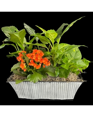 Traditional Garden Dish Garden Plant