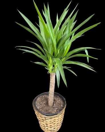 Yucca Cane Plant