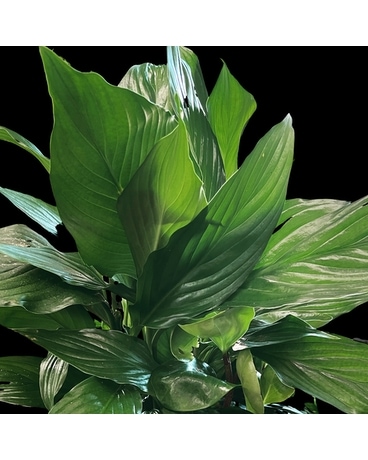 Peace lily Plant Flower Arrangement