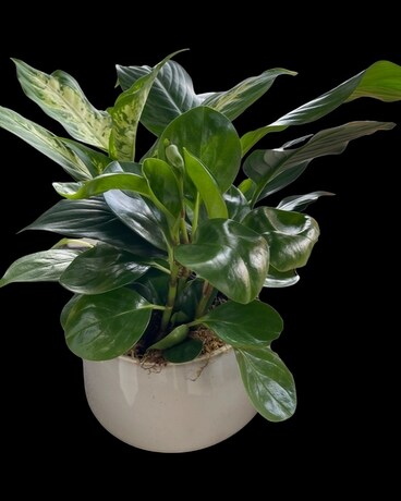 Bella Garden Plant
