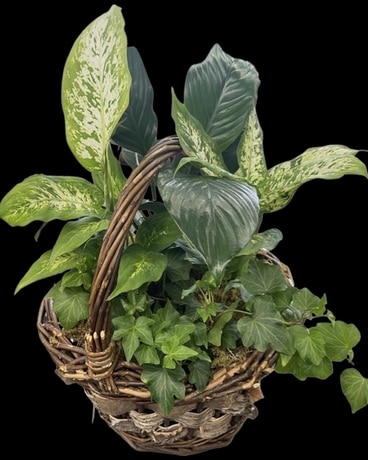 Plant Basket Plant
