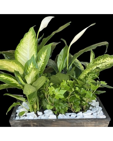 Faith Garden Plant