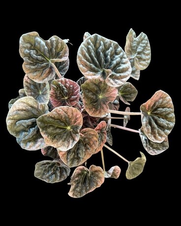 Peperomia Red Luna Flower Arrangement