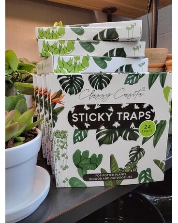 Sticky Traps Plant
