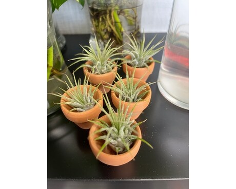 Mini air pots Plant
