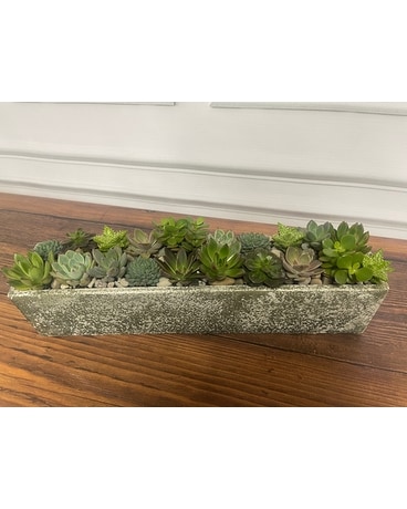 Modern succulents Plant