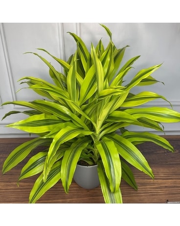 Lemon Lime Dracaena Flower Arrangement