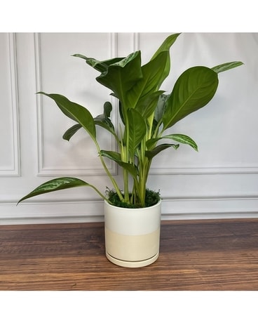 Silver Bay Plant