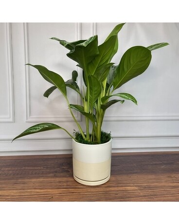 Silver Bay Plant