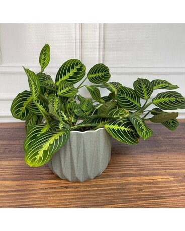 Prayer Plant Flower Arrangement