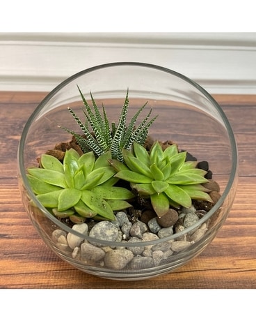Succulent Terrarium Plant