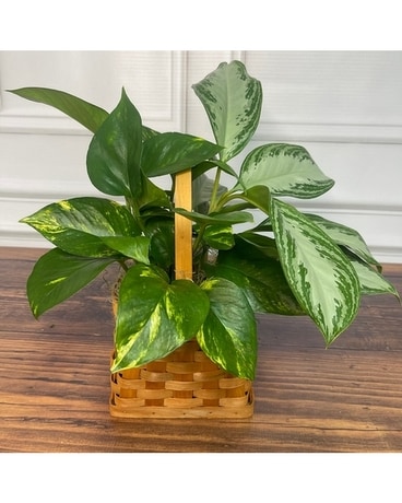 Mini Garden Basket Plant