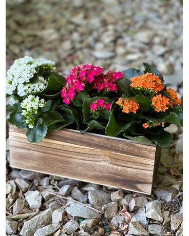 Kalanchoe Trio Plant