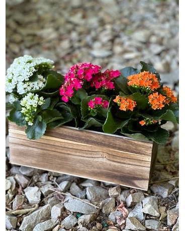 Kalanchoe Trio Plant