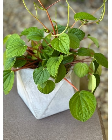 Geometric Peperomia Flower Arrangement