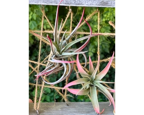 Tillandsia (Air plant) w/ frame Plant