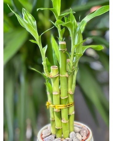 Lucky Bamboo Plant