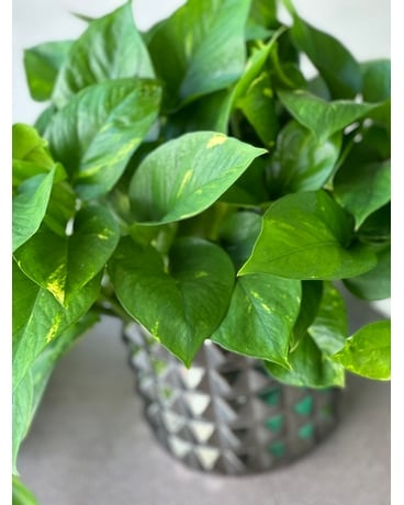 Pothos Flower Arrangement