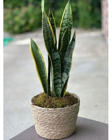 Snake Plant Flower Arrangement