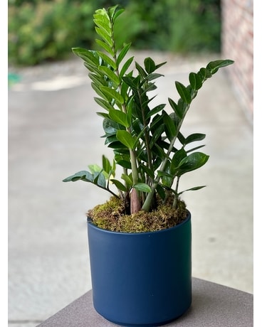 Zz Plant Flower Arrangement