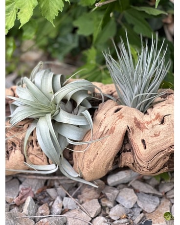 Air Plants on driftwood Flower Arrangement