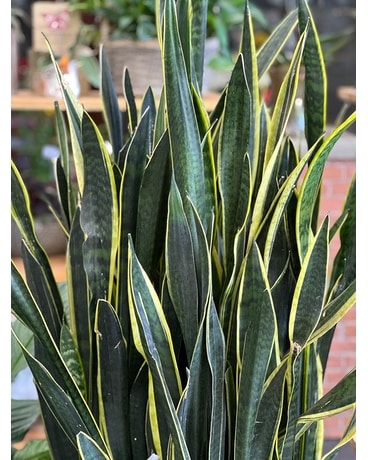 6 months Plants Plant