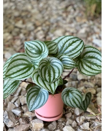 Watermelon Peperomia Plant