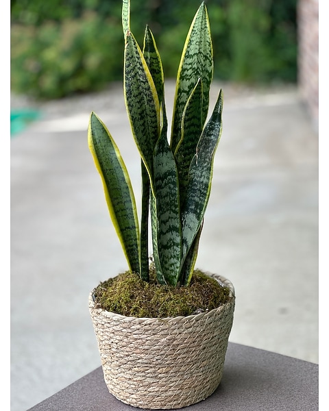 lily pad succulent Aeonium 'Lily Pad'