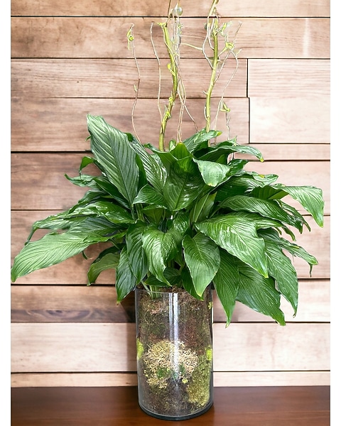 monstera adansonii albo Monstera Adansonii Albo Variegated - Variegated Monstera main image 0
