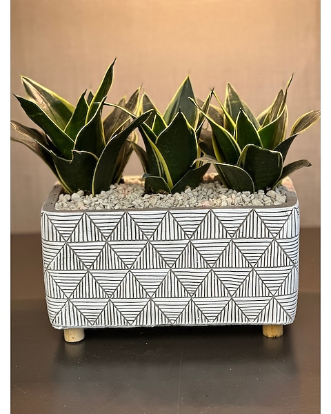 Modern Sansevieria in Ogden UT - Lund Floral