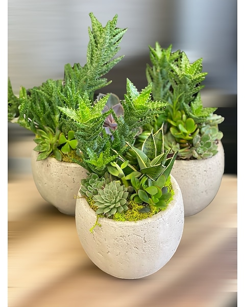 Succulents