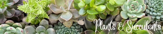 plants & succulents