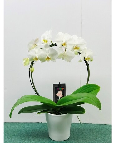 Infinity Circle Orchid Plant Plant
