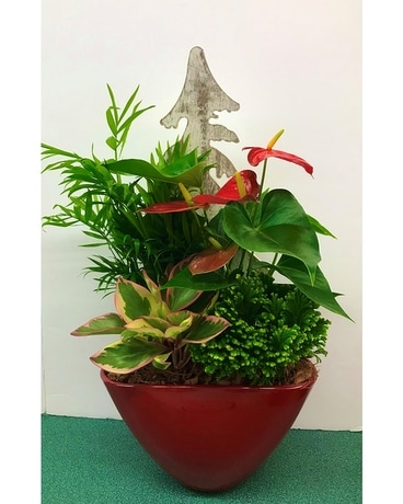 Christmas Anthurium Planter Plant