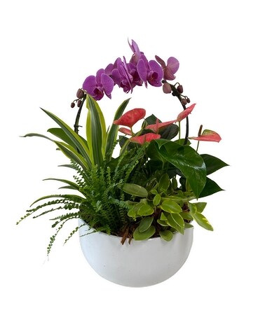 Orchid Planter Dish Garden Plant