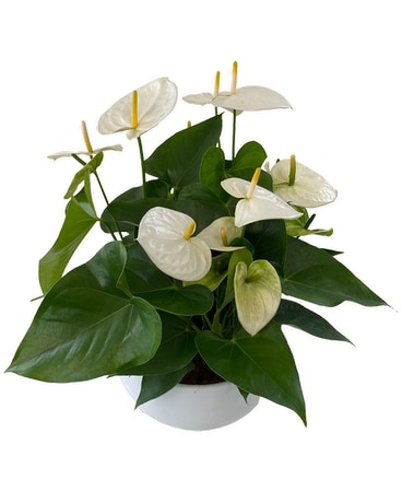 White Anthurium Bowl Plant