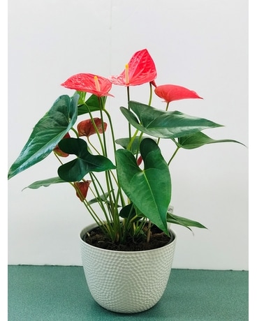Anthurium Plant Flower Arrangement