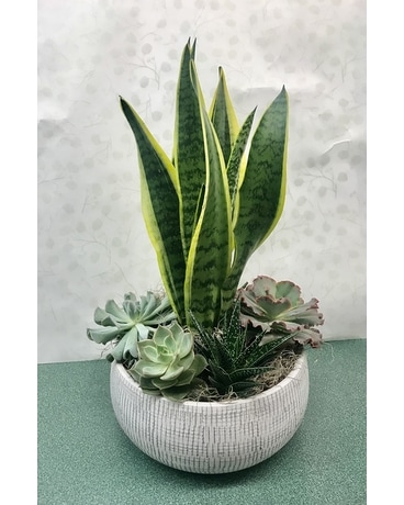 XL Succulent Bowl Plant