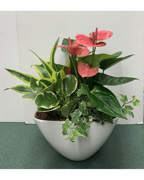 Mini Anthurium in oval Ceramic Pot