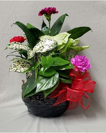 Dish Garden Dish Garden Plant