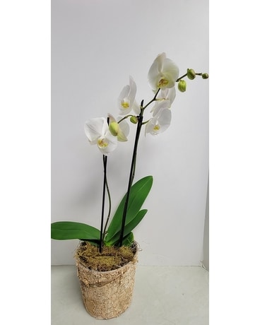 Phalaenopsis Orchid Plant