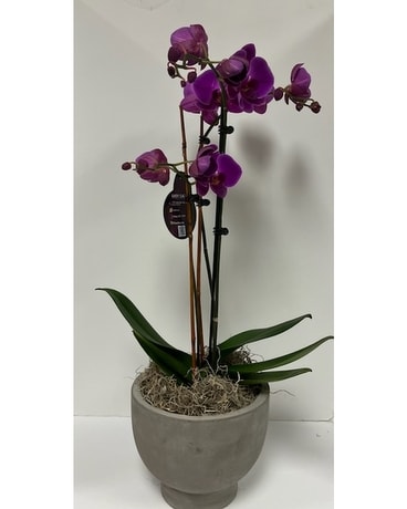 Orchid Plant