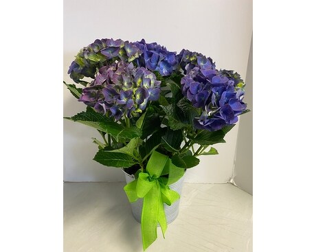 Potted Blue Hydrangea Flower Arrangement