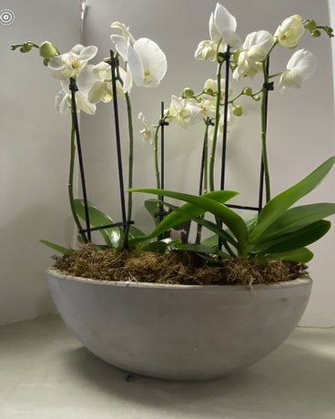 3 Phalaenopis Orchid Plants Flower Arrangement