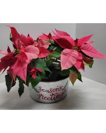 Holiday Trio Flower Arrangement