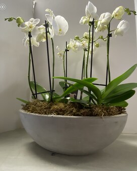 3 Phalaenopis Orchid Plants Flower Arrangement