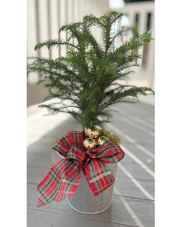 Evergreen Cheer Plant