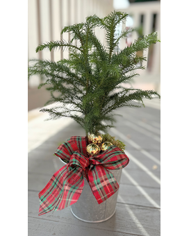 Evergreen Cheer Plant