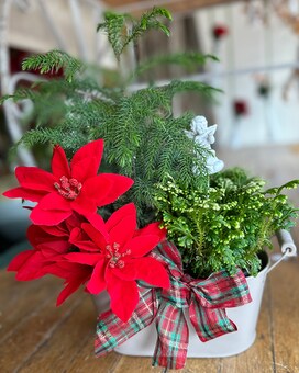 Frosty Trio Plant