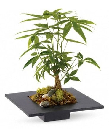 Money Tree Flower Arrangement